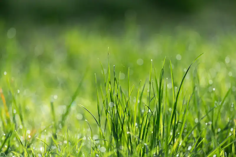 Can you mow wet grass in Fairfield, CA 