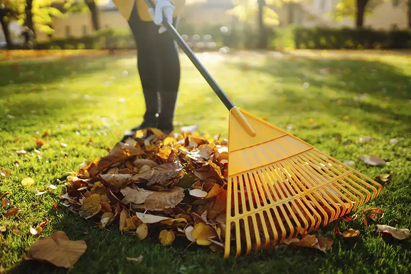 How To Clean A Backyard in Fairfield, CA 