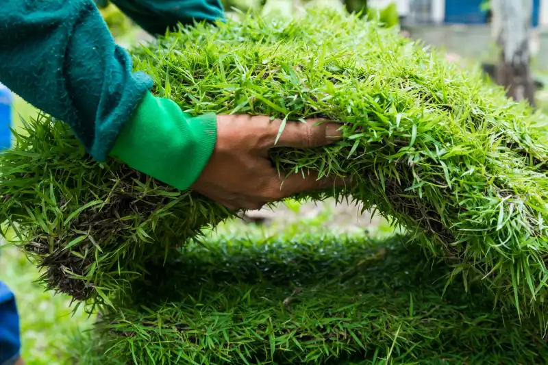 How long after installing sod can you walk on it in Fairfield, CA 