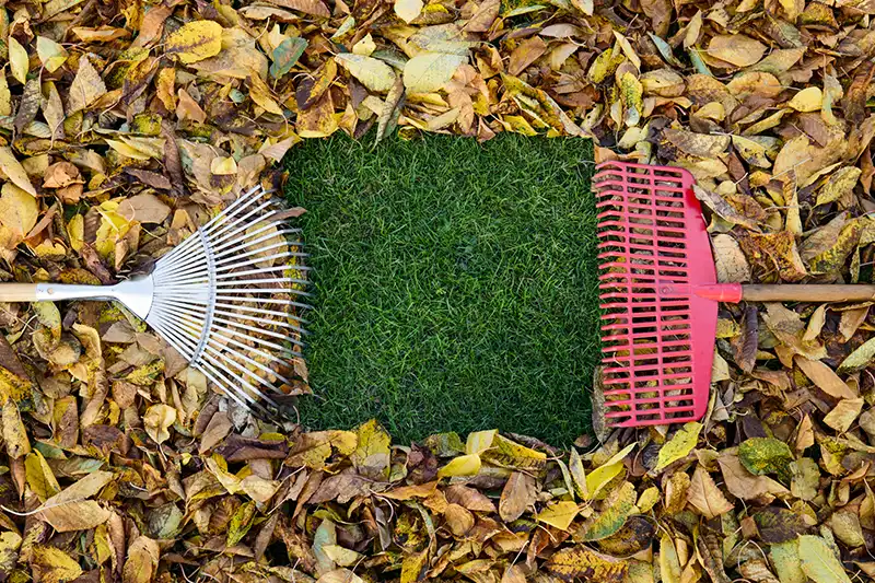 How to clear a yard full of weeds in Fairfield, CA 