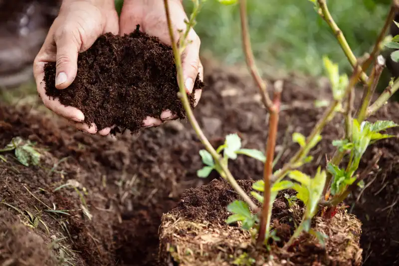 Professional Mulching Service in Fairfield, CA 