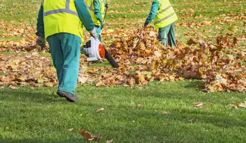 Yard Cleanup